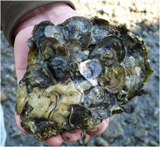 Olympia oysters growing on a Pacific oyster shell. Credit: Cheryl Lowe