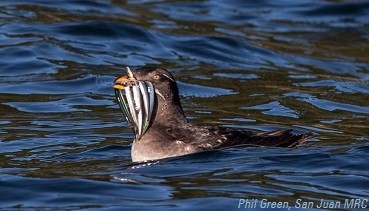 Rhinoceros auklet with Pacific sandlance. Photo: Phil Green