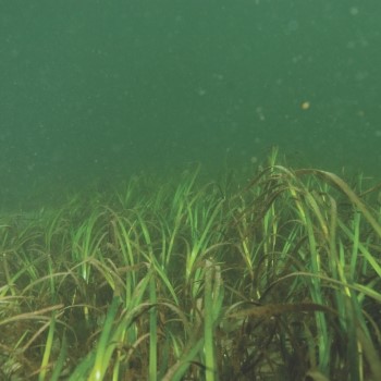 Eelgrass bed