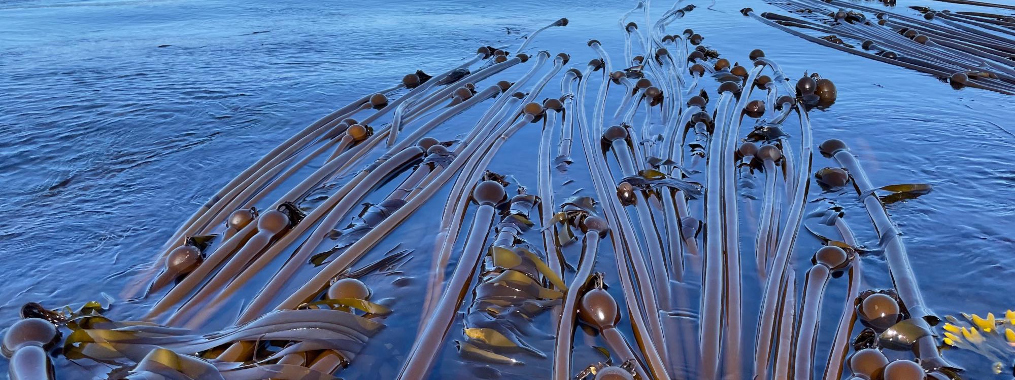Floating kelp. Brooke Weigle.