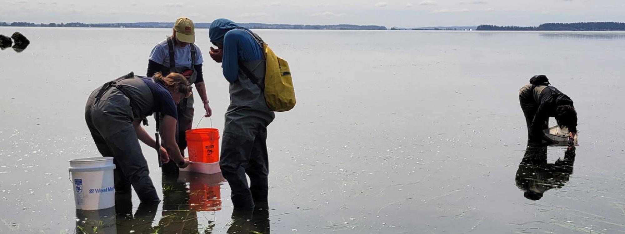 Washington Conservation Corps crew trapping European green crab. Cai Yan Leong 