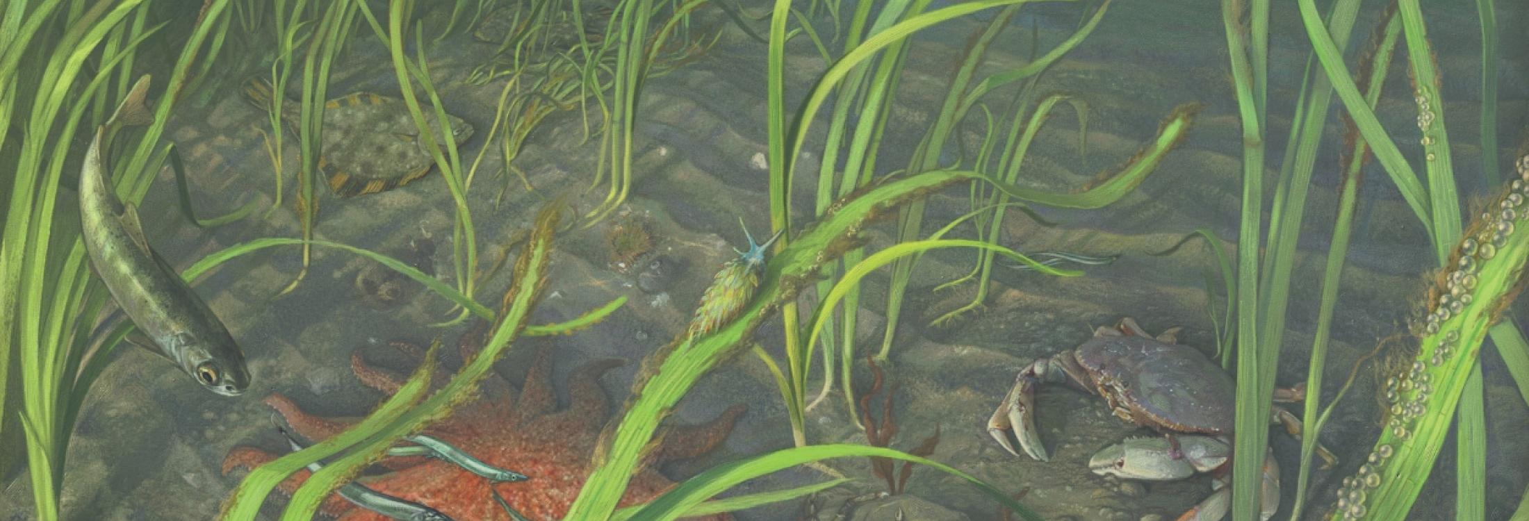 Illustration of eelgrass