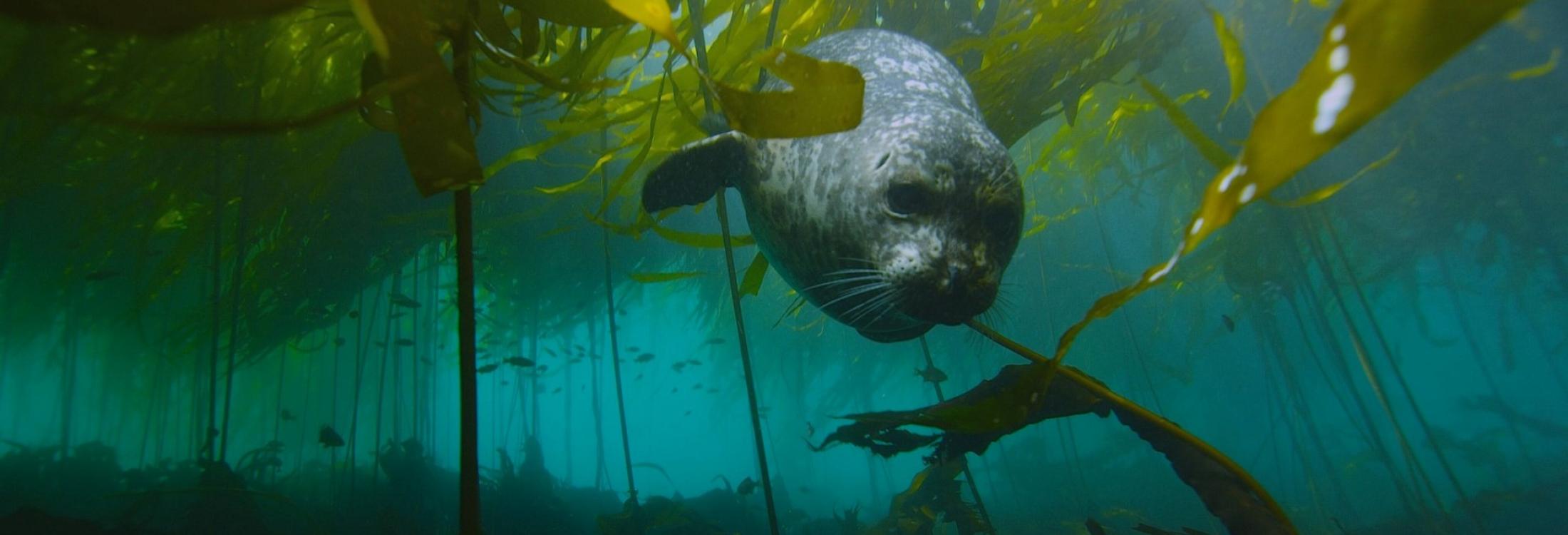 Image of Seal Swimming around Kelp
