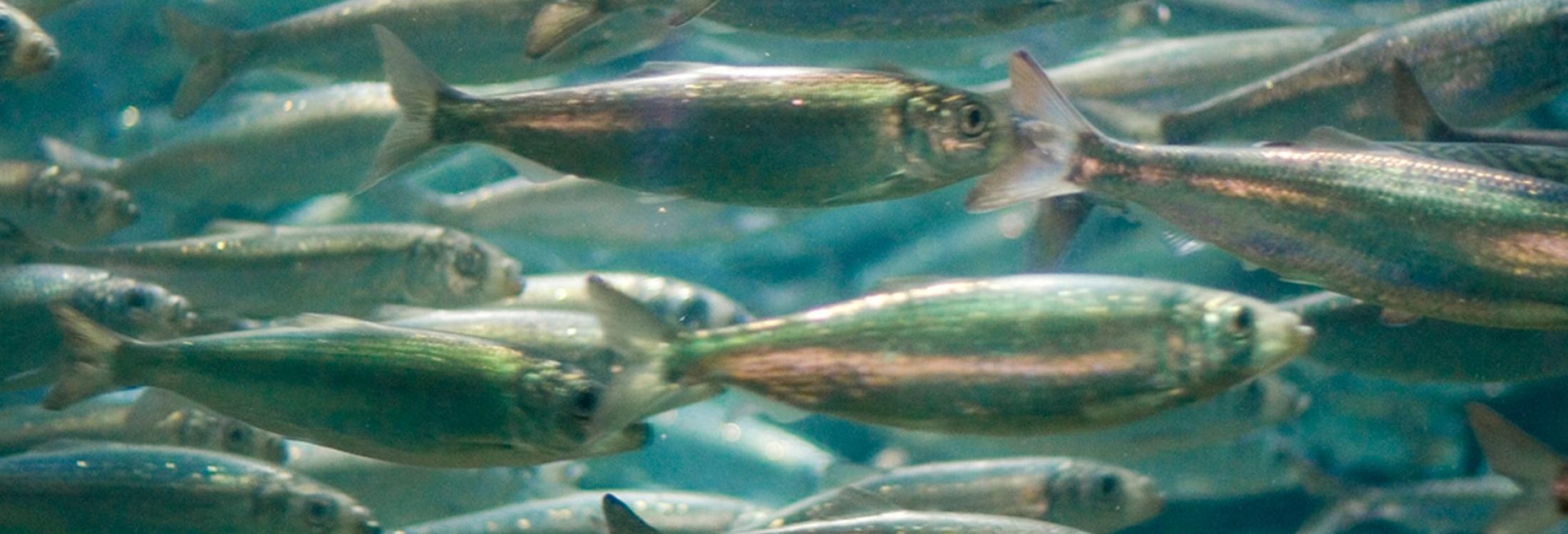 Image of herring fish