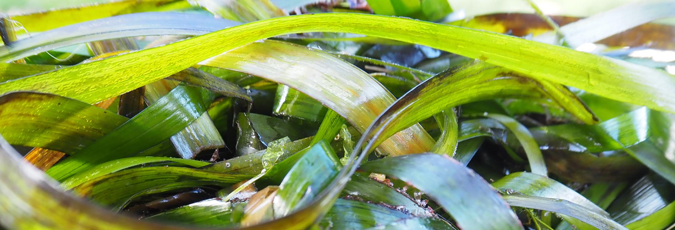 close up of eelgrass