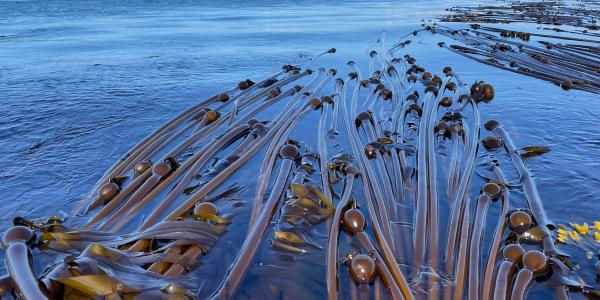 Floating kelp. Brooke Weigle.