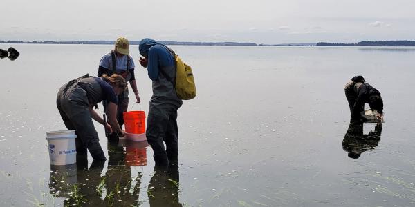 Washington Conservation Corps crew trapping European green crab. Cai Yan Leong 