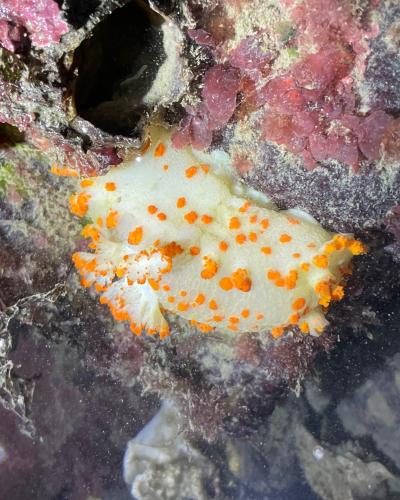 Clown nudibranch