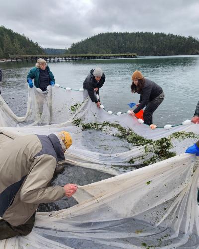 Skagit MRC and NW Straits Foundation participate in the final beach seine at Bowman Bay. (Lynne Wenberg).