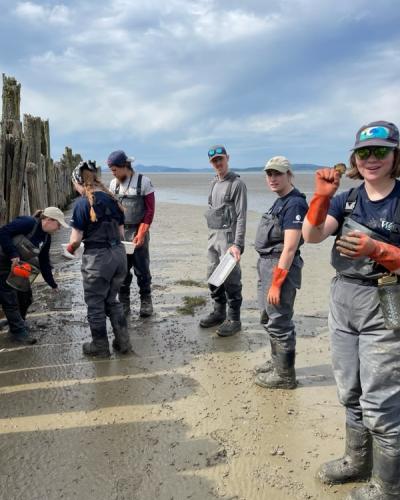volunteers leaning to trap green crabs