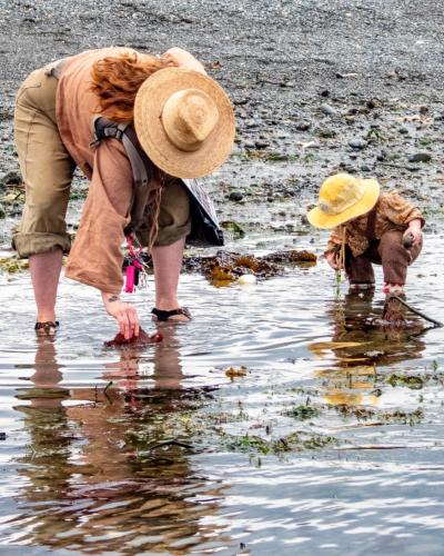 A budding biologist in action at Jefferson MRCs Searching for Seaweed event. (Betsy Carlson).