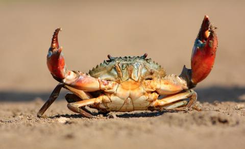 A crab