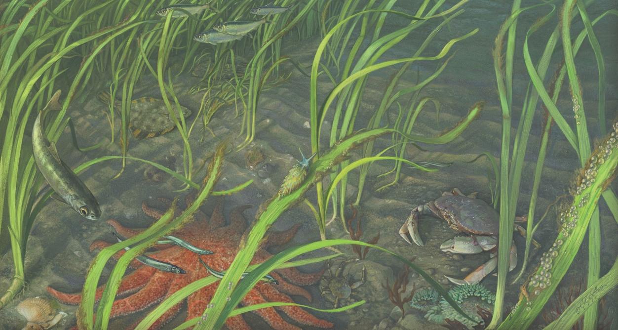 Illustration of eelgrass