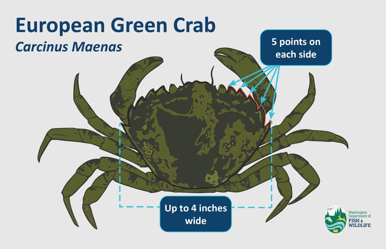 European Green Crab identification card. WDFW