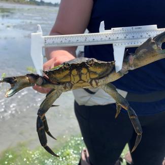 Image of European green crab