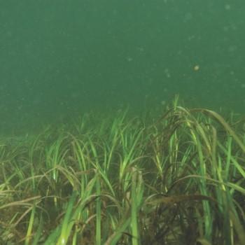 Eelgrass growing