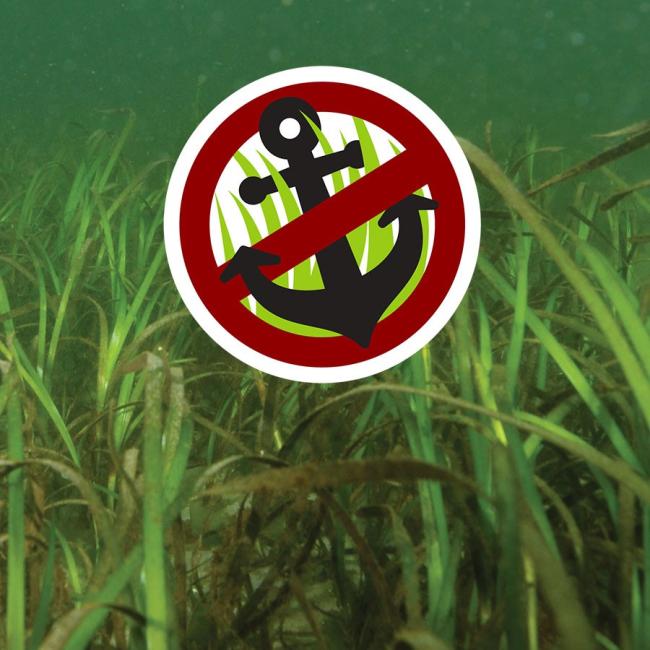 Eelgrass with no anchor icon