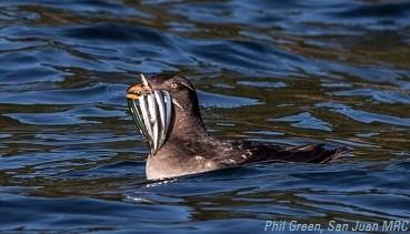 Auklet eating sand lance
