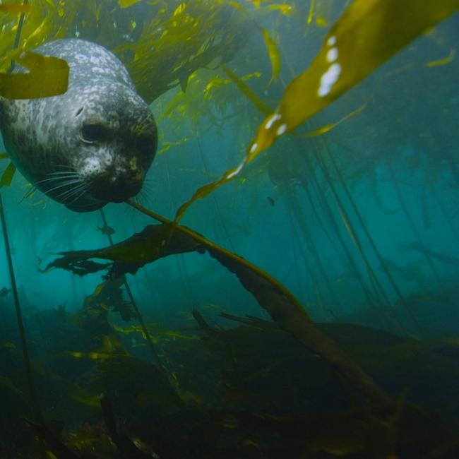 Harbor Seal Thumbnail