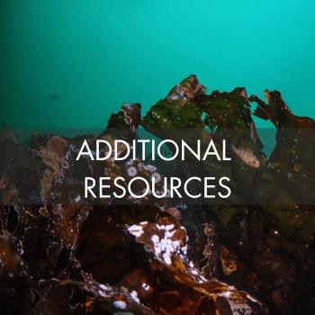 Kelp Additional Resources Thumbnail