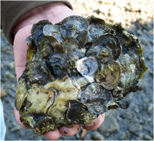 Person holding oyster