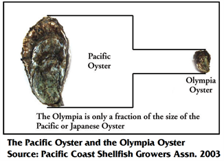 Olympia Oyster compared to Pacific Oyster