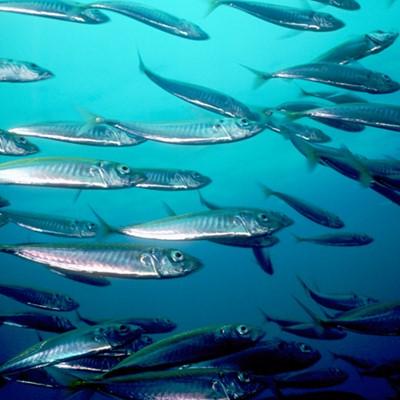 School of herring fish