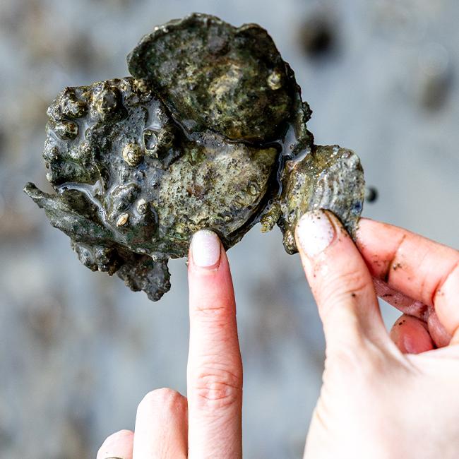 Olympia oyster restoration. Photo: DNR