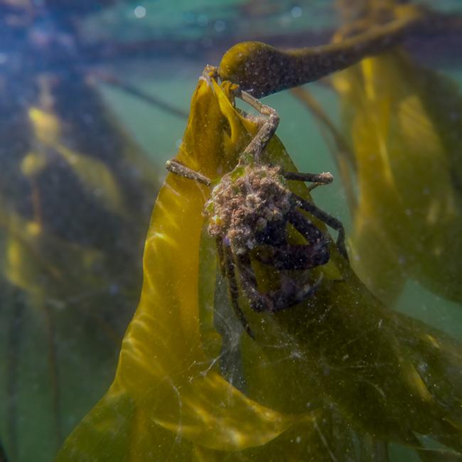 Kelp crab on bull kelp. Photo: Jeff Whitty