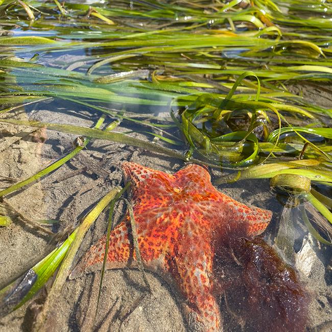 Bat star in eelgrass. Photo Allie Simpson