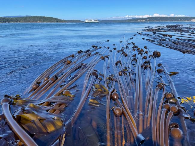 Floating kelp. Brooke Weigle.