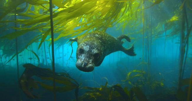 A harbor seal and fishes living in a kelp forest composed of bull kelp and various understory kelp species. Photo by Florian Graner.  