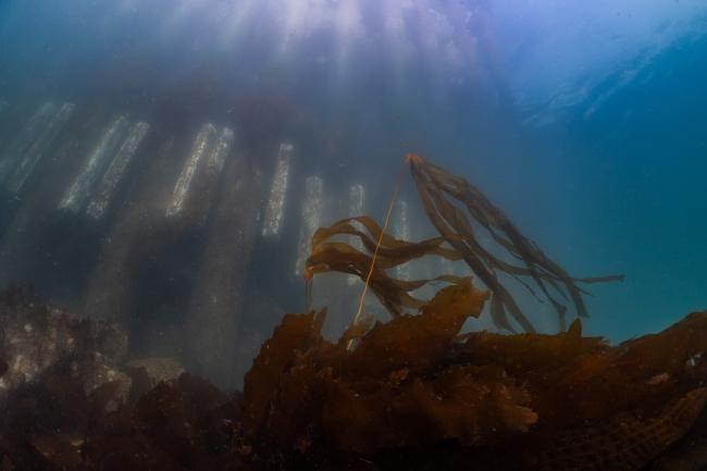 Two induvial bull kelp reaching for the surface near a jetty. Photo by Adam Obaza. 