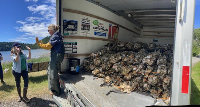 Puget Sound Restoration Fund staff give high-fives on the successful arrival of 200 bags of Olympia oyster spat on shell, via UHaul. (Tyler Owens).