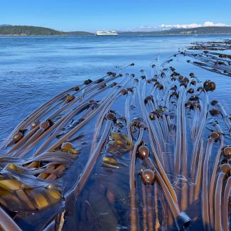 Floating kelp. Brooke Weigle.