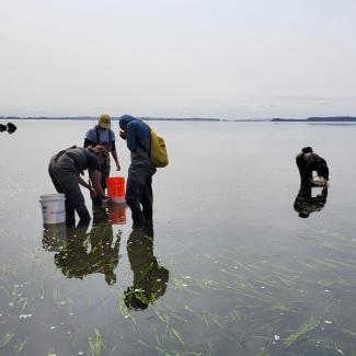 Washington Conservation Corps crew trapping European green crab. Cai Yan Leong 
